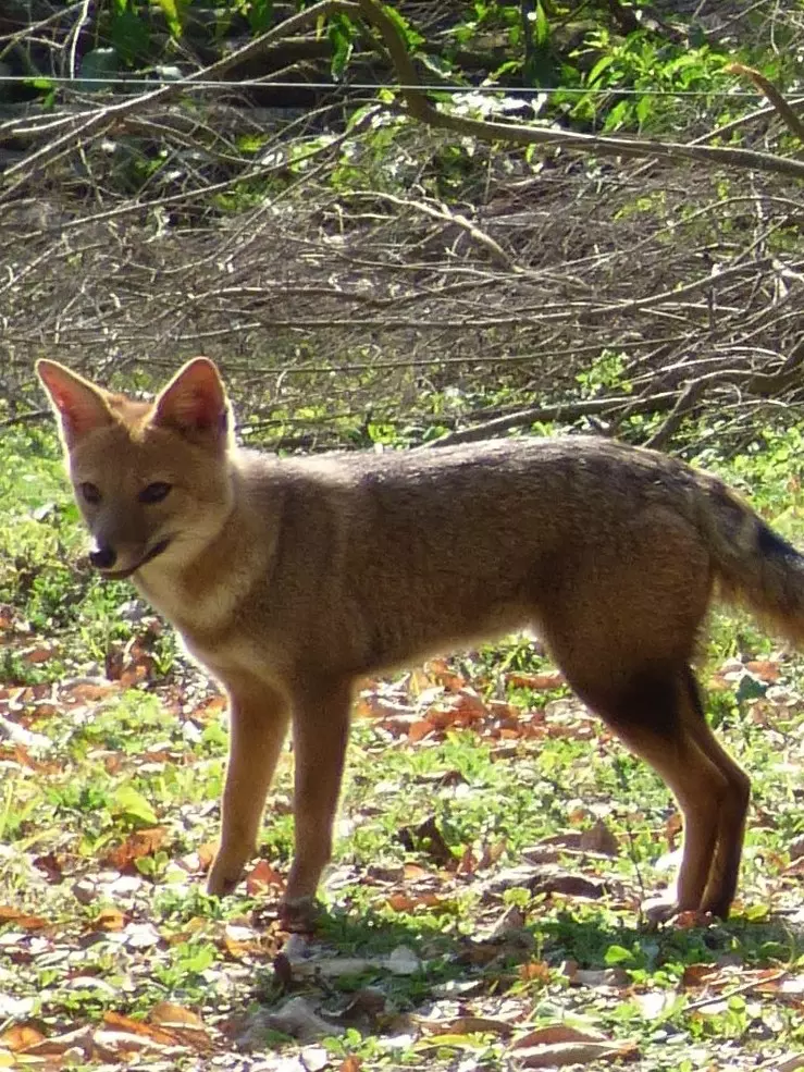 Estación Biológica Corrientes